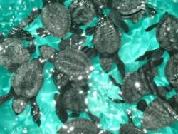 just born turtles... by Joana Dacosta 